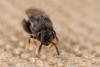 Brachymeria sp.